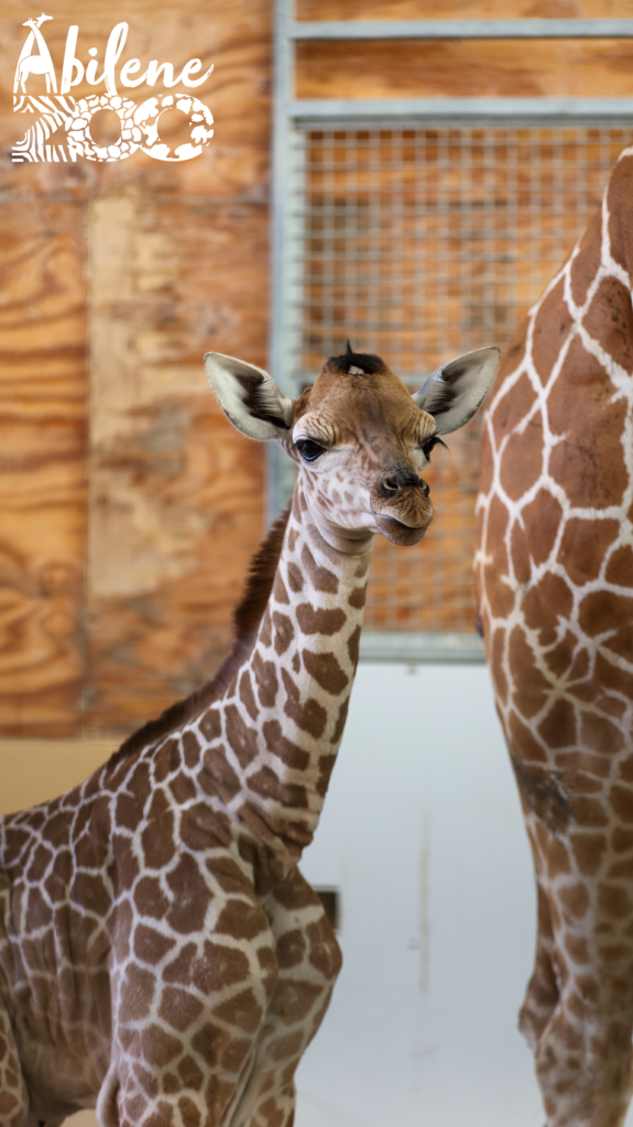 Baby Giraffe Born 051824 (2)