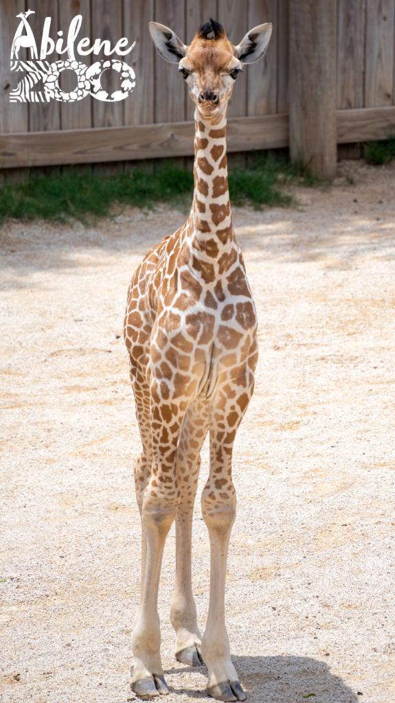 Baby Giraffe Born 2