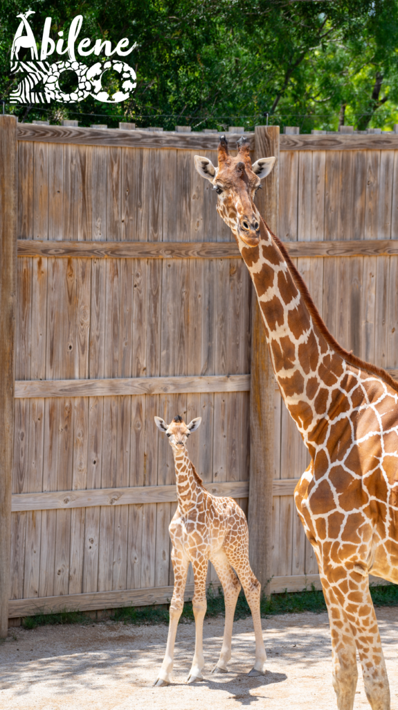 Baby Giraffe Born