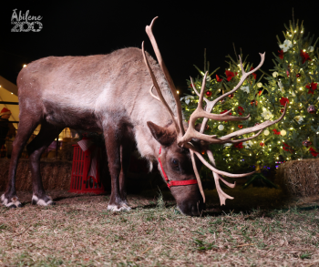 Christmas Celebration powered by Reliant Reindeer